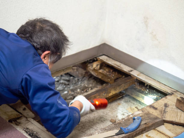 Best Certified Mold Removal  in Gordon, GA