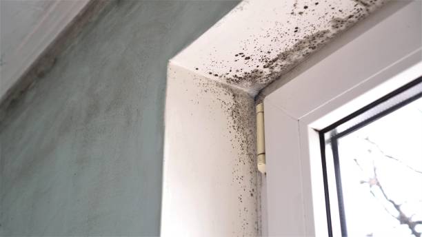 Best Certified Mold Removal  in Gordon, GA