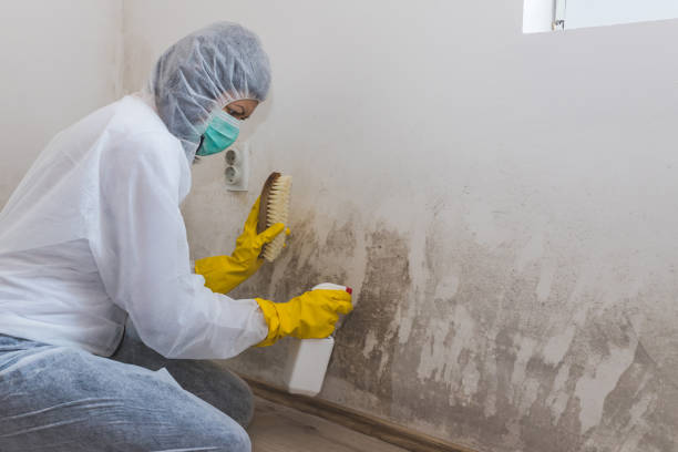 Office Mold Removal Services in Gordon, GA