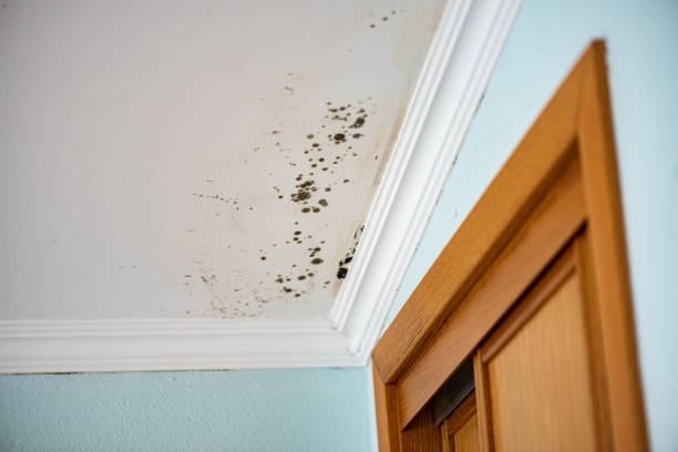 Best Toxic Mold Removal  in Gordon, GA