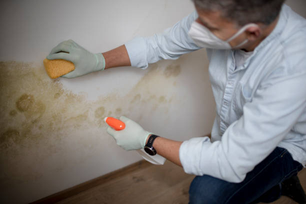 Best Office Mold Removal Services  in Gordon, GA
