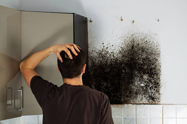 Best Toxic Mold Removal  in Gordon, GA