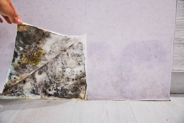 Best Mold Removal Company Near Me  in Gordon, GA